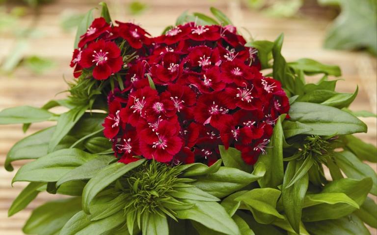 Гвоздика БАРБАРИНИ РЕД 