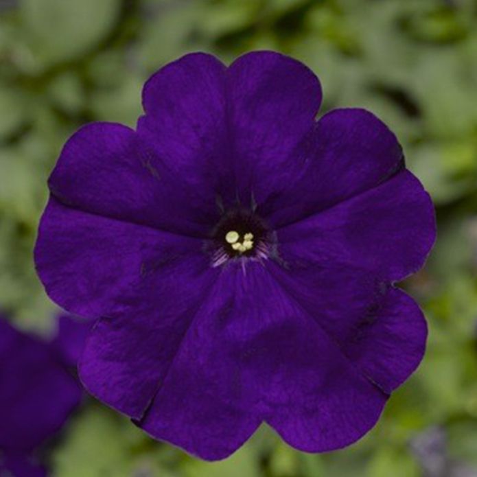Архив Петуния Дамаск blue (драже)