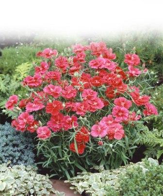 Гвоздика ГРЭЙС СЭЛМОН