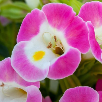 Торения ХАЙ ЛАЙТ ПИНК (драже)