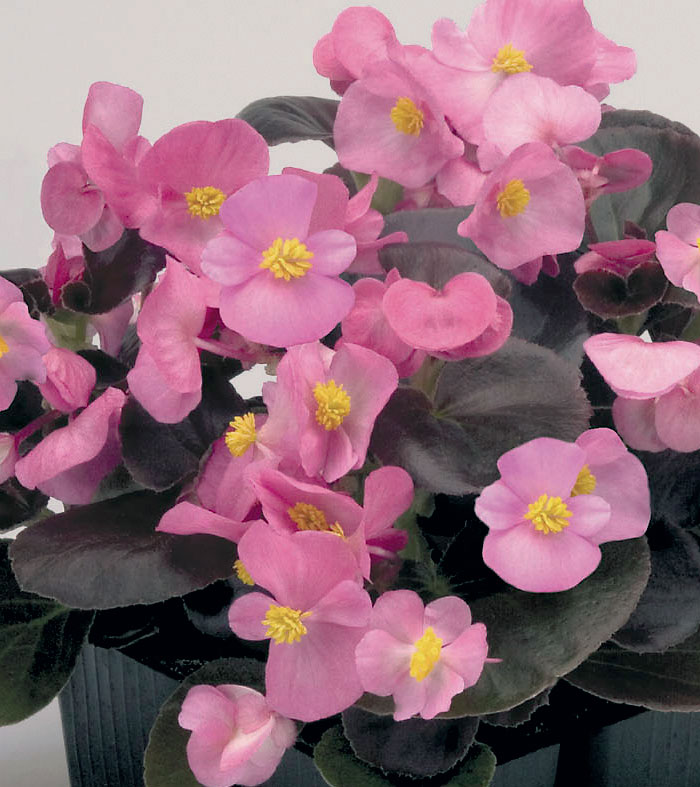 Бегония БАДА БУМ ЛАЙТ ПИНК (драже)