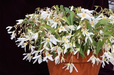 Бегония Копакабана white (драже)