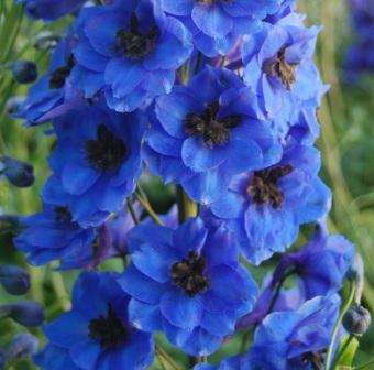 _Дельфиниум Центурион gentian blue