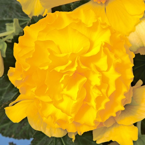 _Бегония Гоу-Гоу yellow (драже)