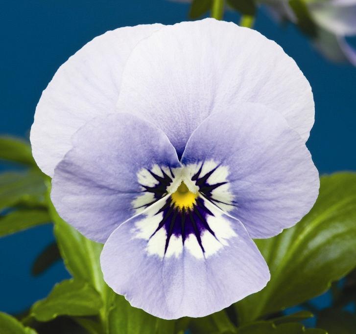 Виола Пенни marina