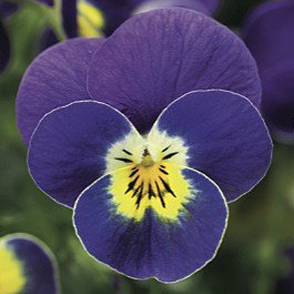 Архив Виола Пенни blue with yellow center