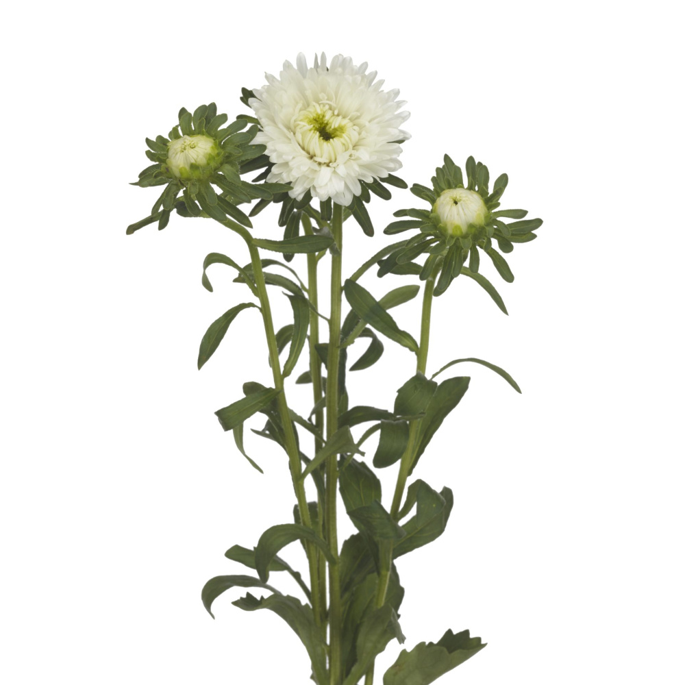 Астра китайская АЗУМИ XL УАЙТ