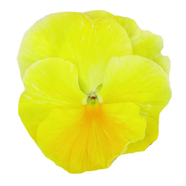 Виола Ультима salmon yellow