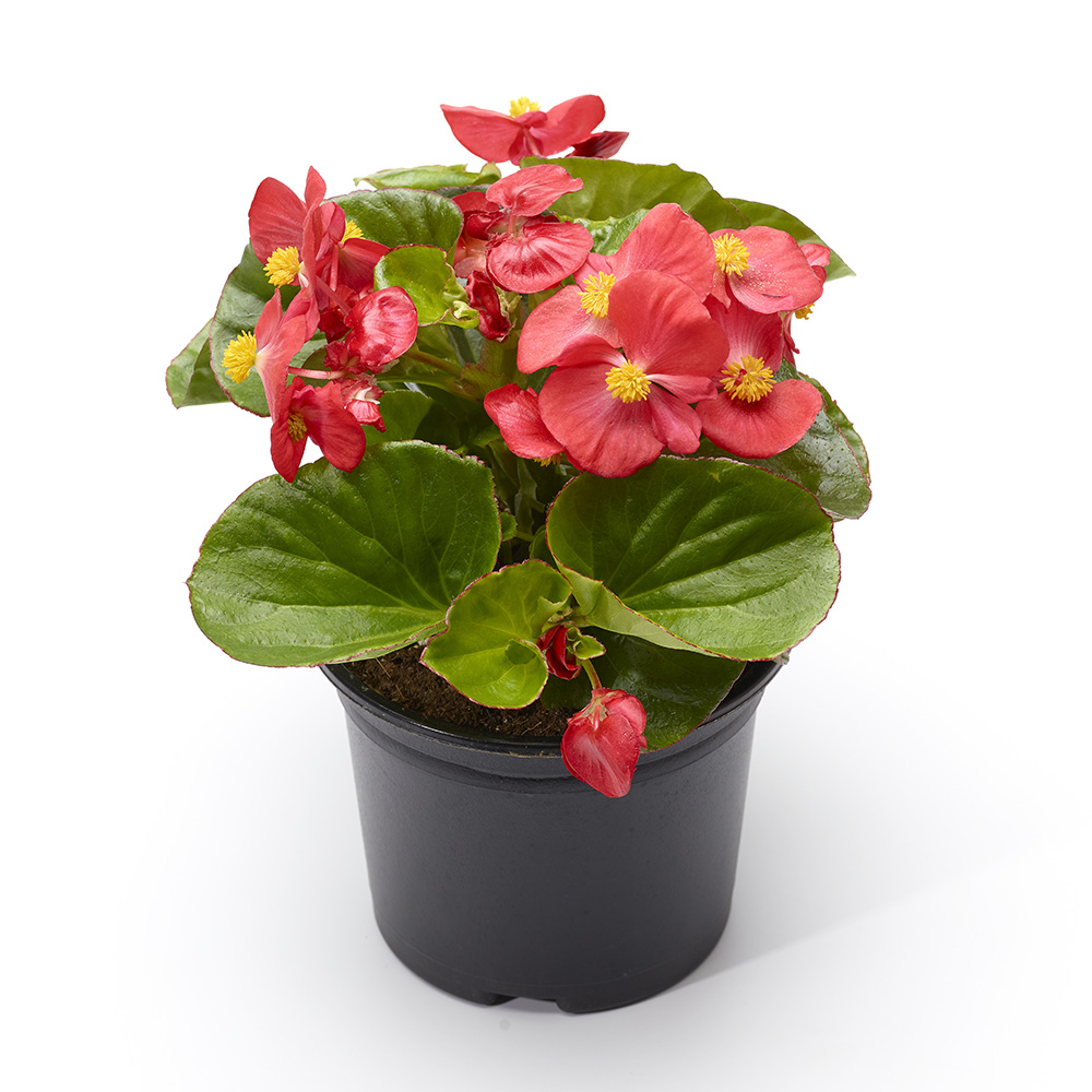 Бегония Топхэт scarlet (драже)