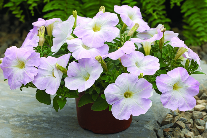 _Петуния Рамблин lilac glo (драже)