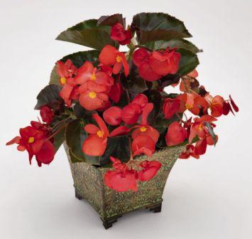 Бегония Биг red with bronze leaf (драже)