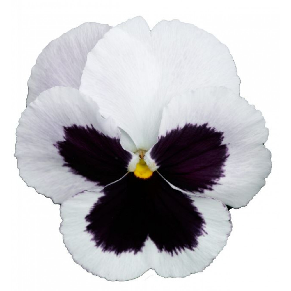 Виола Фламенко summer