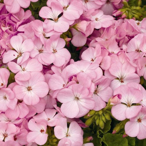_Пеларгония (герань) Мультиблум lavender (покрытые оболочкой)