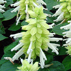 Сальвия МОХАВИ УАЙТ (вес)