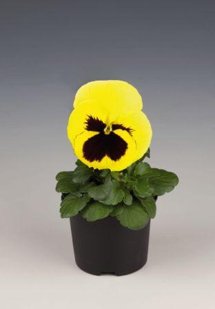 Архив Виола Инспайер lemon bloth