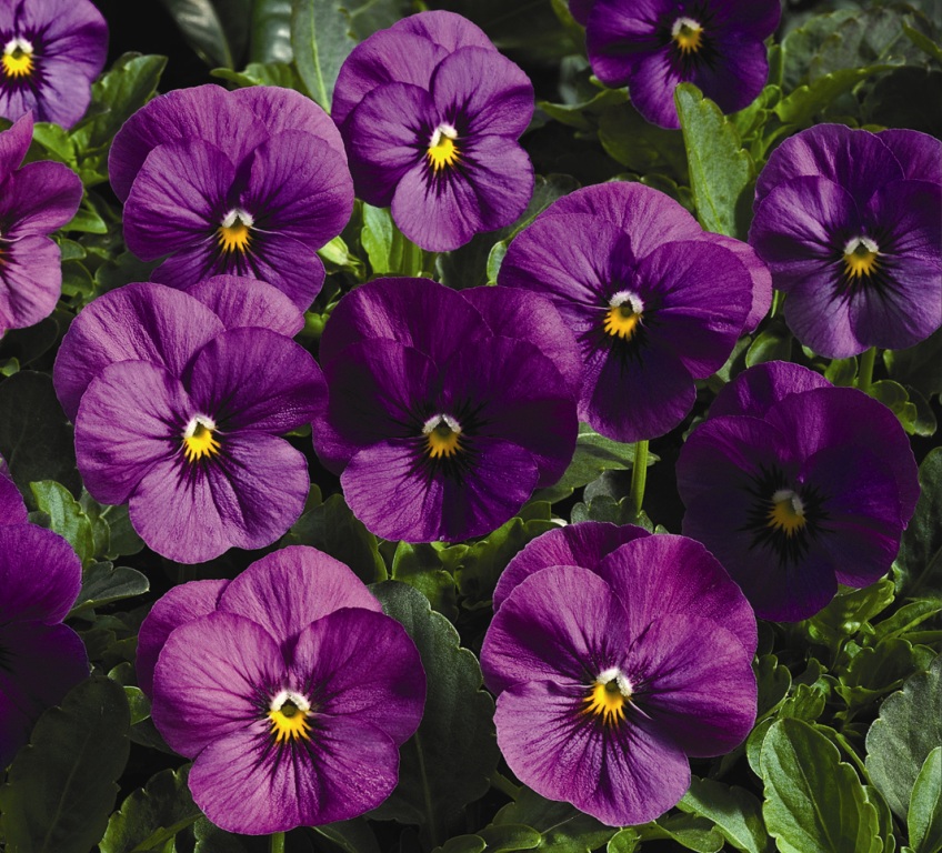 Виола Пенни orchid