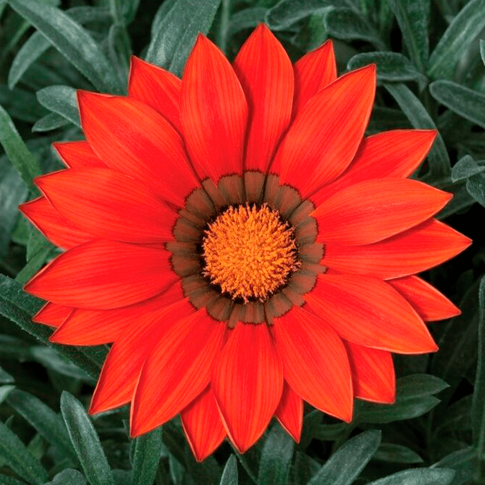 Гацания КИСС РЕД