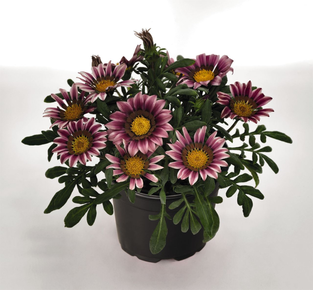 Гацания ЗАНИ ПИНК (покрытые оболочкой)