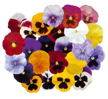 Виола Премьер spring mix