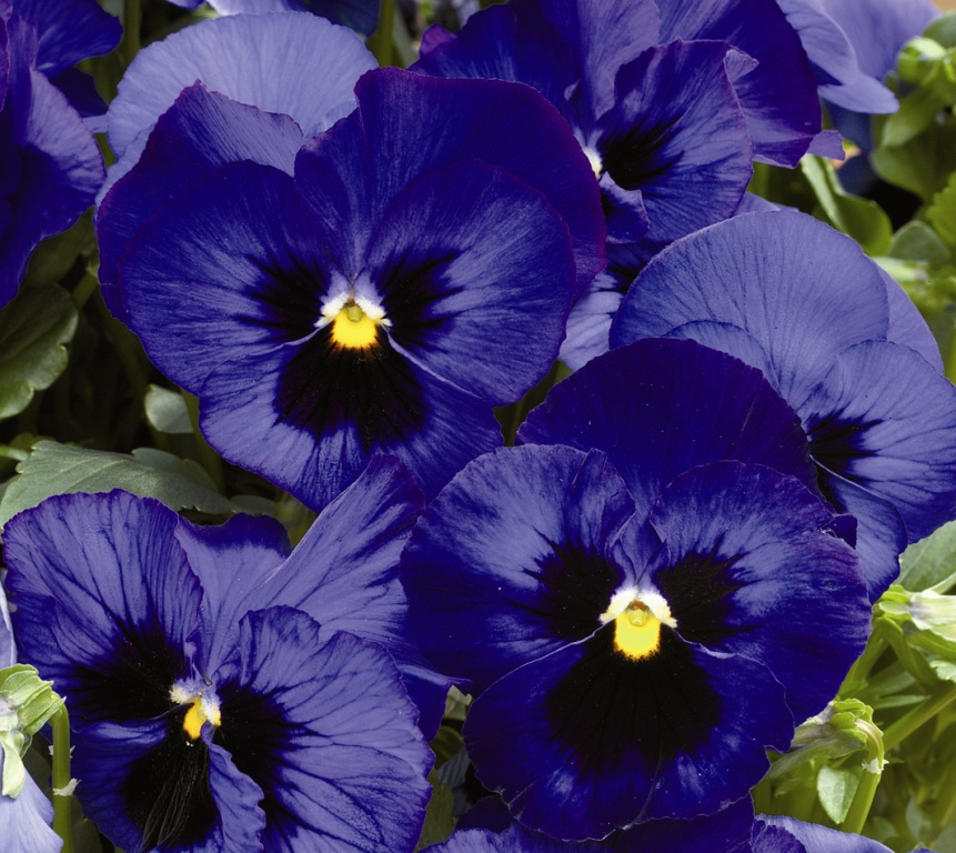 Архив Виола Карма blue blotch