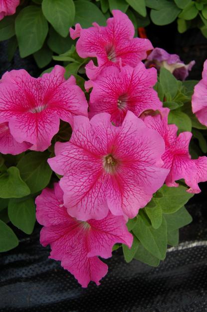 Петуния ЛИМБО GP РОУЗ ВАЙНД (драже)