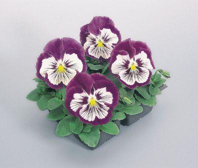 Виола Кэтс purple & white