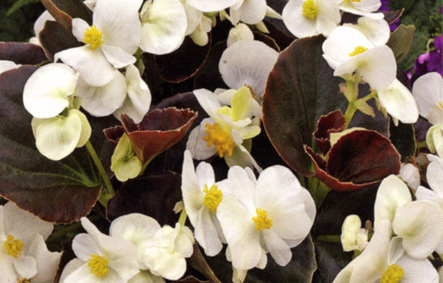 Архив Бегония Вижн white (драже)