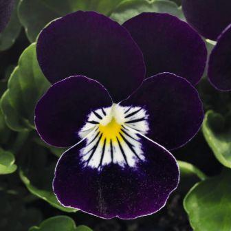 Виола Эдмайя purple white face