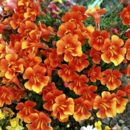 Архив Мимулюс Мэджик orange