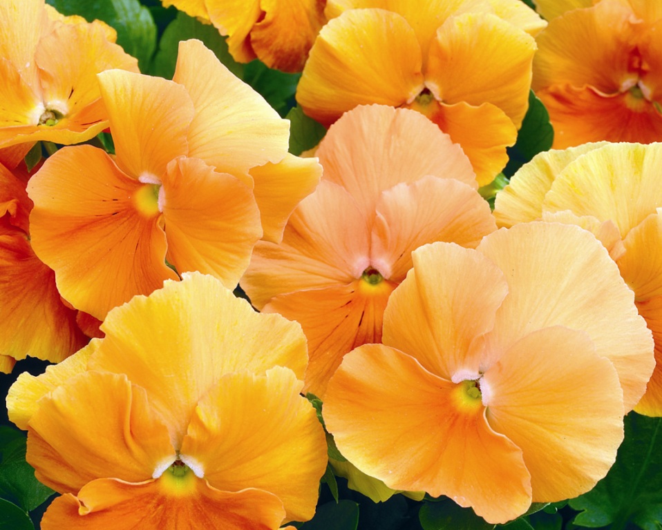 _Виола Марипоза orange