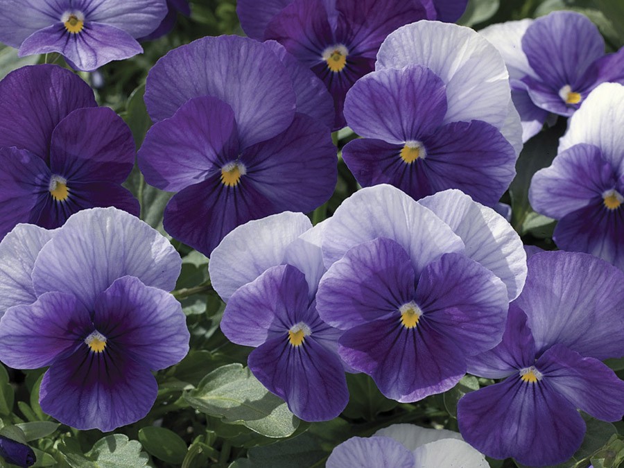 Виола Пенни lavender shades