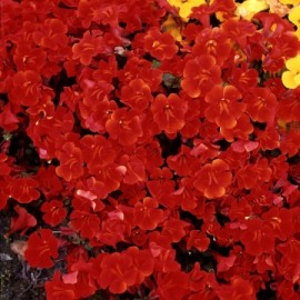 Архив Мимулюс Мэджик red