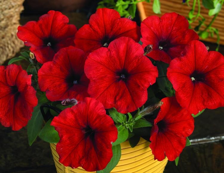 Архив Петуния Дамаск red (драже)