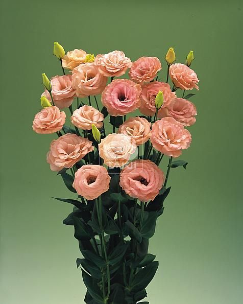 Лизиантус (Эустома) АРЕНА ЭПРИКОТ (драже)