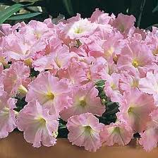 _Петуния Суперкаскад blush