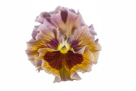 Виола Фламенко terracotta