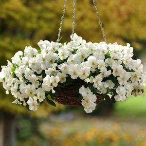 Виола Кул Вейв white (primed семена)