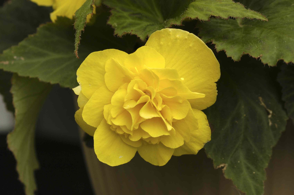 Бегония Лимитлес lemon (драже)