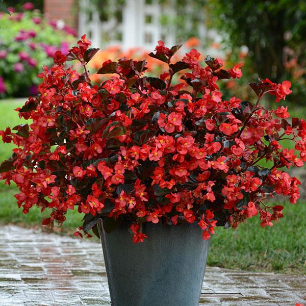 _Бегония Мегаватт red bronze leaf (драже)
