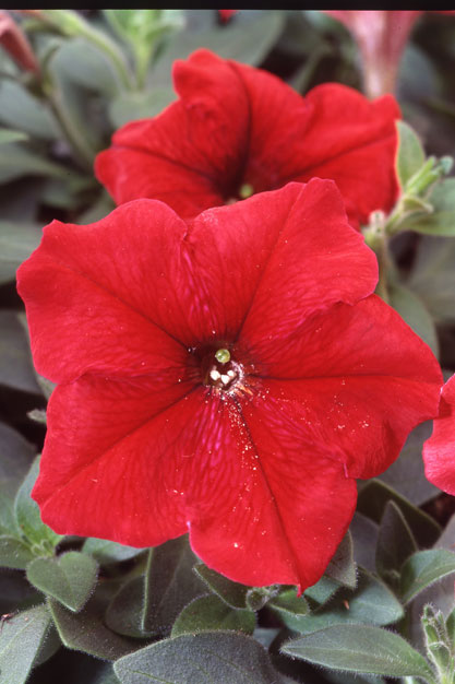 Петуния ЛАМБАДА РЕД (драже)