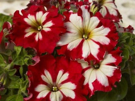 _Петуния Кан Кан harlequin cherry rose