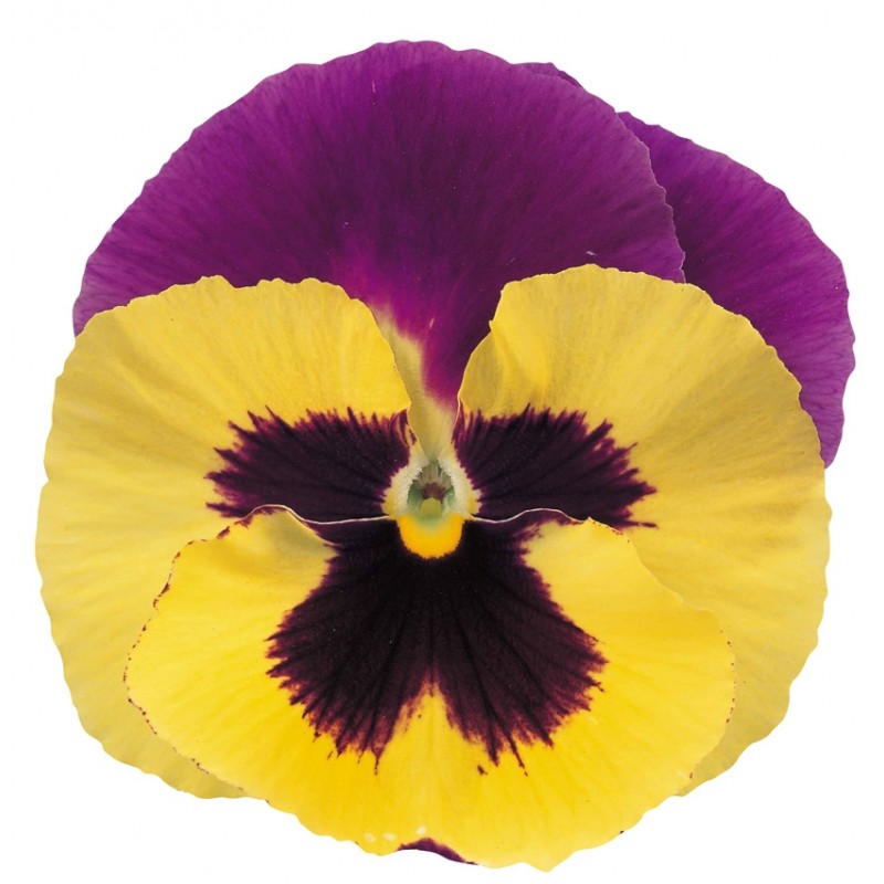 Виола Пауэр blueberry & cream