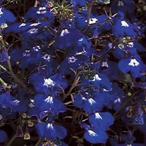 _Лобелия Регатта sapphire