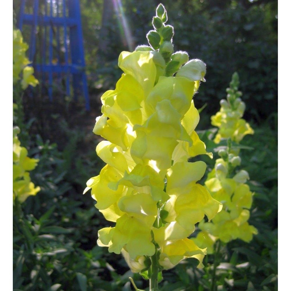 Львиный зев ТВИНИ ЛЕМОН