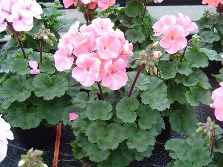 _Пеларгония (герань) Нано appleblossom (покрытые оболочкой)