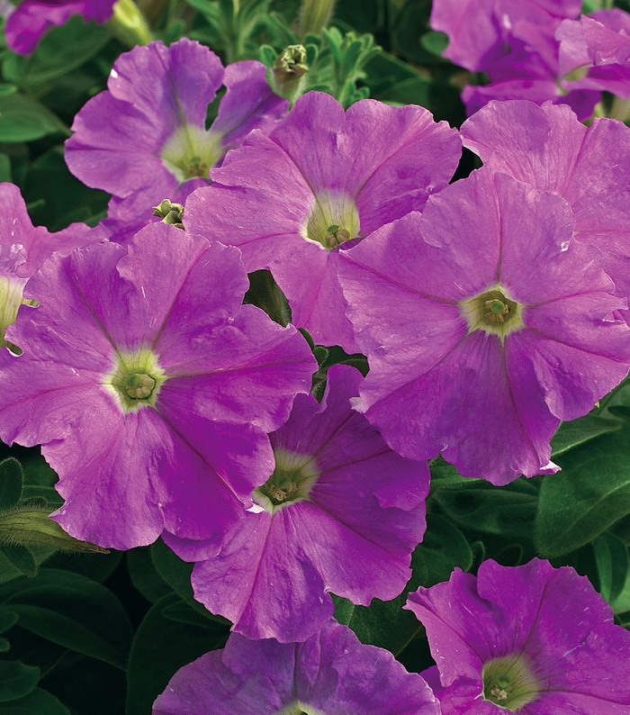 Петуния ПИКОБЕЛЛА ЛАЙТ ЛАВЕНДЕР (драже)