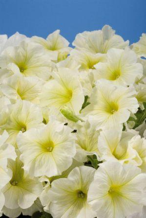 Архив Петуния Аладин yellow (драже)
