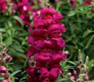 Архив Львиный зев Снептестик magenta