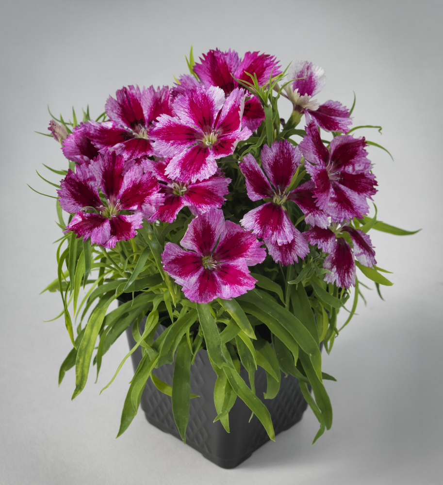 Архив Гвоздика Супер Парфайт crimson star (драже)