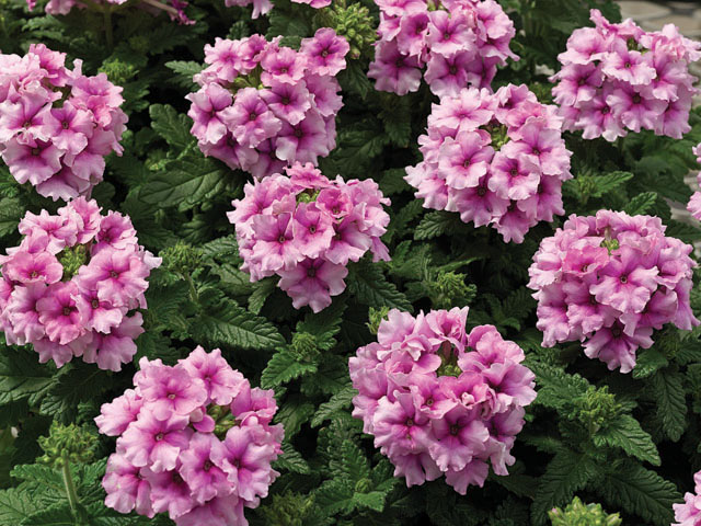 Вербена Тускани orchid frost